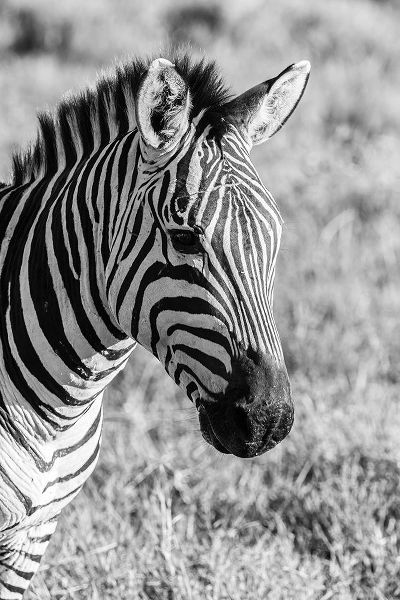 Africa-Tanzania-Ngorongoro Crater BandW of plains zebra head